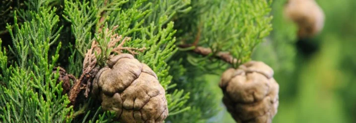 Nahaufnahme von Zypressenzapfen an einem Ast